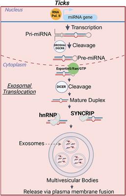 A glimpse into the world of microRNAs and their putative roles in hard ticks